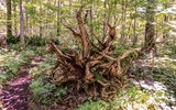 Root system of a fallen cedar tree in the old growth cedar forest in Sleeping Bear Dunes NL