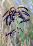 Seed pod stalk in the grasses in Tallgrass Prairie National Preserve
