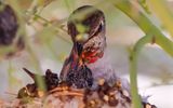 March 19  Mother feeds her growing chick