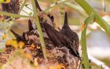 March 27  Chick perks up when its mother approaches