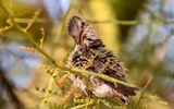March 30  Chick fluffs and flexes its feathers