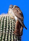 Male (left) and female American Kestrels on top of a saguaro cactus