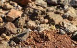 A Mining or Digger Bee hovers above its nest