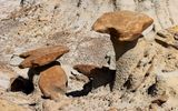 Hard capped rock hoodoos in the Bisti Wilderness