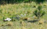 Rocky Mountain Elk skeleton on the prairie in Valles Caldera National Preserve