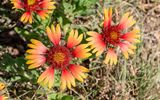Wildflowers on the grounds of Amache NHS