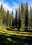 Meadow along the Balsam Lake Trail in the summit area in Mt Revelstoke NP
