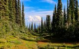 Mountain meadow along the Balsam Lake Trail in the summit area in Mt Revelstoke NP