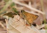 Sachem: Atalopedes campestris