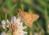Sachem: Atalopedes campestris