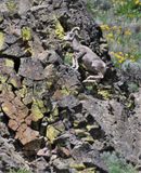 Bighorn Sheep