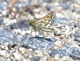 Nevada Skipper: Hesperia nevada