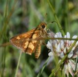Pecks Skipper: Polites peckius