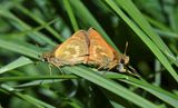 Sonora Skipper: Limochores sonora