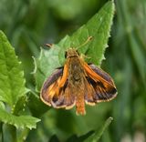 Sonora Skipper: Limochores sonora