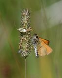 European Skipperling: Thymelicus lineola