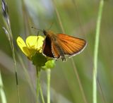 European Skipperling: Thymelicus lineola