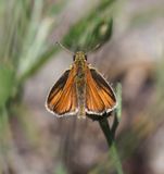European Skipperling: Thymelicus lineola