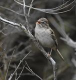 Brewers Sparrow