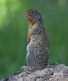 Columbian Ground Squirrel