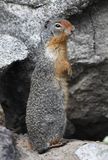 Columbian Ground Squirrel