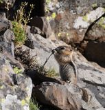 Golden-mantled Ground Squirrel