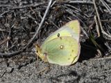 Orange Sulphur: Colias eurytheme