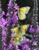 Orange Sulphur: Colias eurytheme