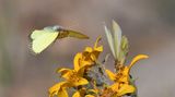 Western Sulphur: Colias occidentalis