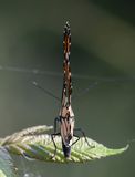 Viceroy: Limenitis archippus