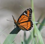 Viceroy: Limenitis archippus