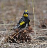 Audubons Yellow-rumped Warbler