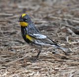 Audubons Yellow-rumped Warbler
