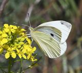 Cabbage White: Pieris rapae