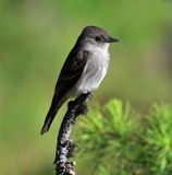 Western Wood Pewee