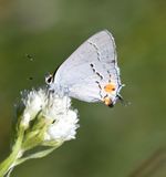 Gray Hairstreak: Strymon melinus