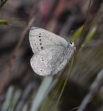 Halfmoon Hairstreak: Satyrium semiluna