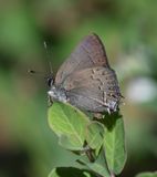 Hedgerow Hairstreak: Satyrium saepium
