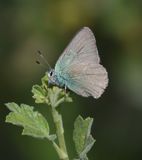 Sheridans Green Elfin: Callophrys sheridanii