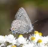Sylvan Hairstreak: Satyrium sylvinus