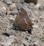 Thicket Hairstreak: Callophrys spinetorum