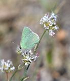 Western Green Elfin: Callophrys affinis