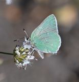Western Green Elfin: Callophrys affinis