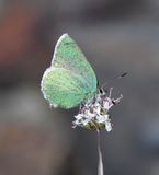 Western Green Elfin: Callophrys affinis