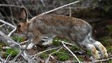 Snowshoe Hare