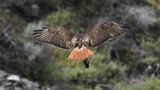Red-tailed Hawk