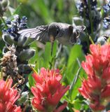 Calliope Hummingbird