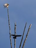 American Kestrel and Lewiss Woodpecker
