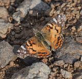 American Lady: Vanessa virginiensis