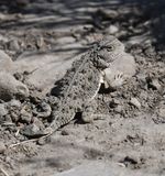 Pygmy Short-horned Lizard